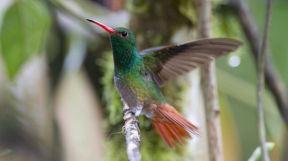 Rufous-tailed Hummingbird (Amazilia tzacatl)