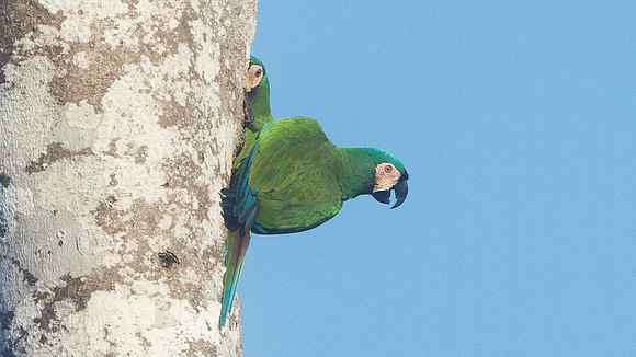 Chestnut-fronted Macaw (Ara severus)