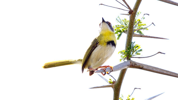 Yellow-breasted Apalis (Apalis flavida)