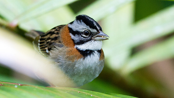Rufous-collared Sparrow (Zonotrichia capensis)
