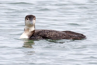 Great Northern Loon (Gavia immer) also known as Common Loon or Great Northern Diver
