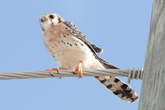 American Kestrel (Falco sparverius)