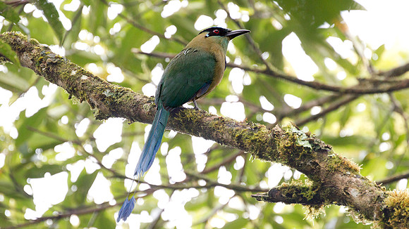 Highland Motmot (Momotus aequatorialis)