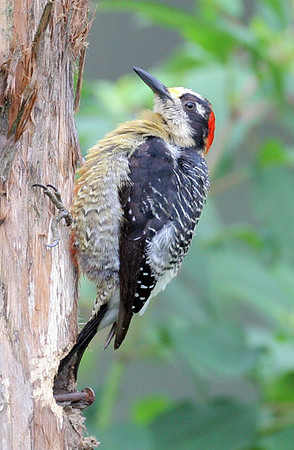Black-cheeked Woodpecker (Melanerpes pucherani) male