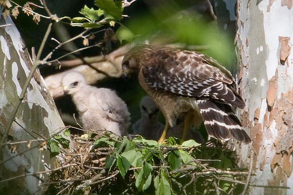 Red-shouldered Hawk (Buteo lineatus) adult and juvenile