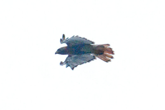 Red-tailed Hawk (Buteo jamaicensis)