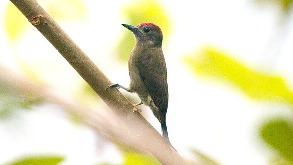 Smoky-brown Woodpecker (Picoides fumigatus)