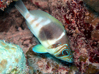 IMG_1720bq64