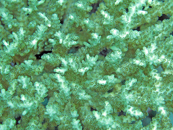 Coral