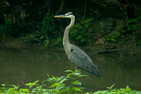 Great Blue Heron (Ardea herodias)