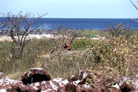 Great Frigatebird (Fregata minor)