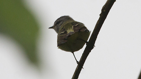 White-tailed Tyrannulet (Mecocerculus poecilocercus)