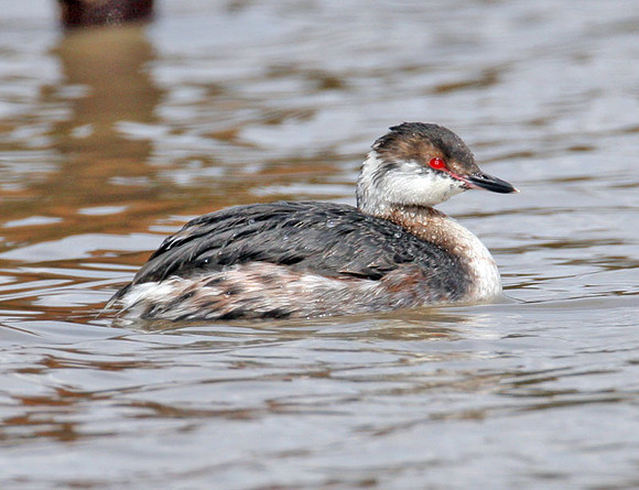 Horned Grebe (Podiceps auritus) winter plumage; also known as Slavonian Grebe