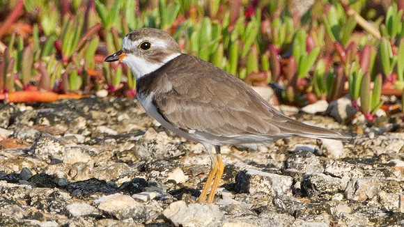 Semipalmated Plover (Charadrius semipalmatus)