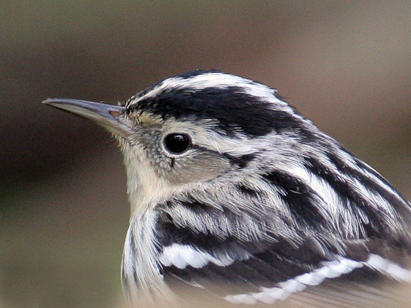 Black-and-white Warbler (Mniotilta varia)
