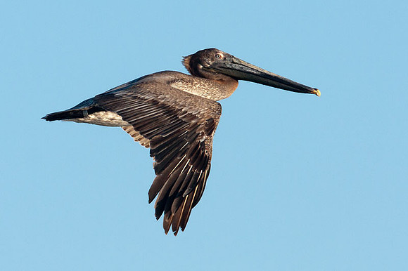 Brown Pelican (Pelecanus occidentalis) juvenile