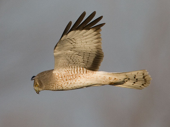 Hen Harrier (Circus cyaneus) male; or Northern Harrier