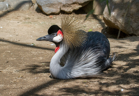 Grey crowned crane (Balearica regulorum)