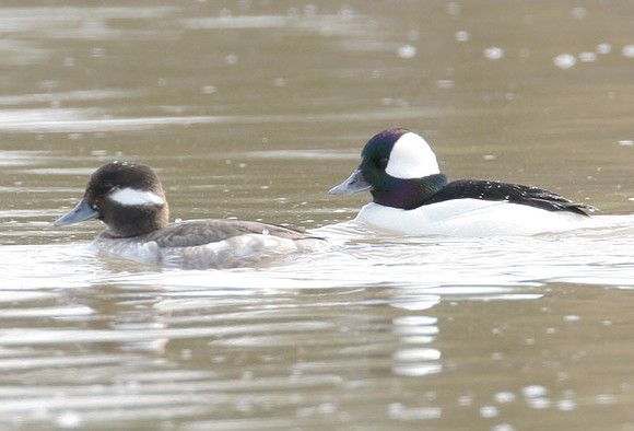 Bufflehead (Bucephala albeola) male and female
