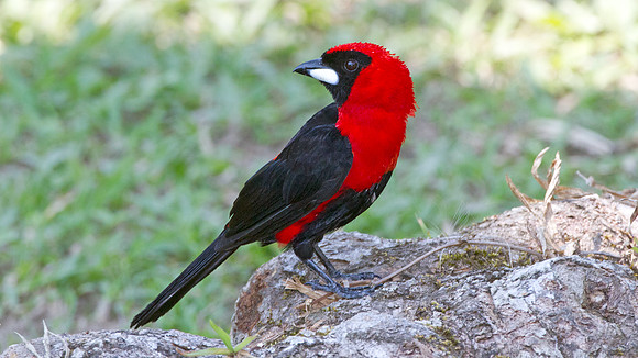 Masked Crimson Tanager (Ramphocelus nigrogularis)