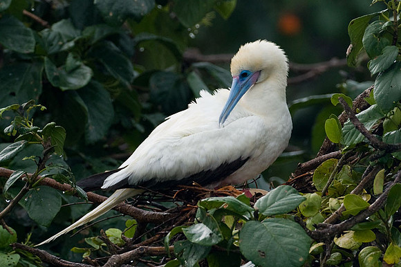 Red-footed Booby (Sula sula)