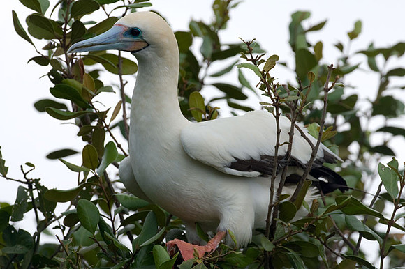 Red-footed Booby (Sula sula)