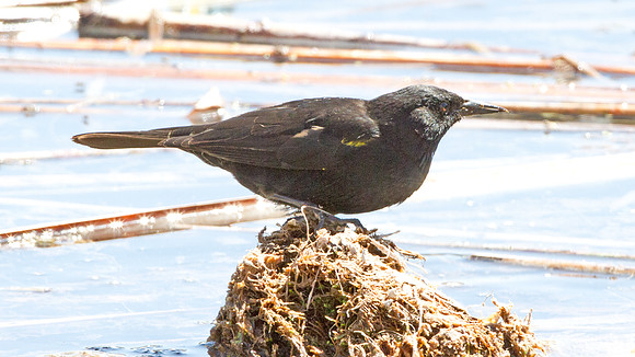 Yellow-winged Blackbird (Agelaius thilius)