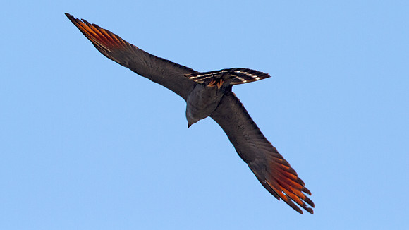Plumbeous Kite (Ictinia plumbea)