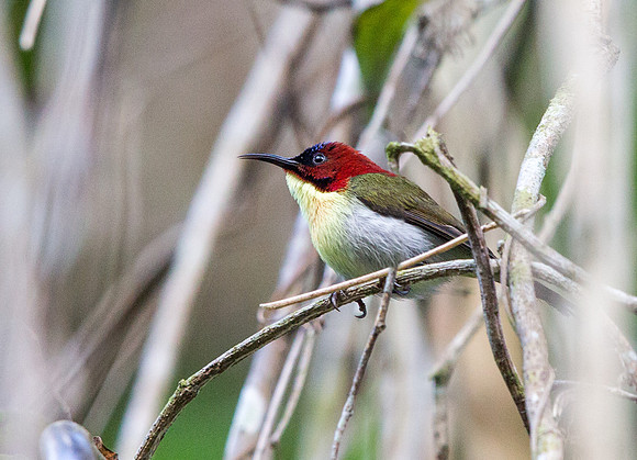 Lovely sunbird (Aethopyga shelleyi) Male