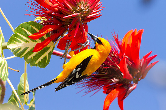 Yellow Oriole (Icterus nigrogularis)