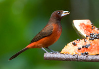 Crimson-backed Tanager (Ramphocelus dimidiatus)