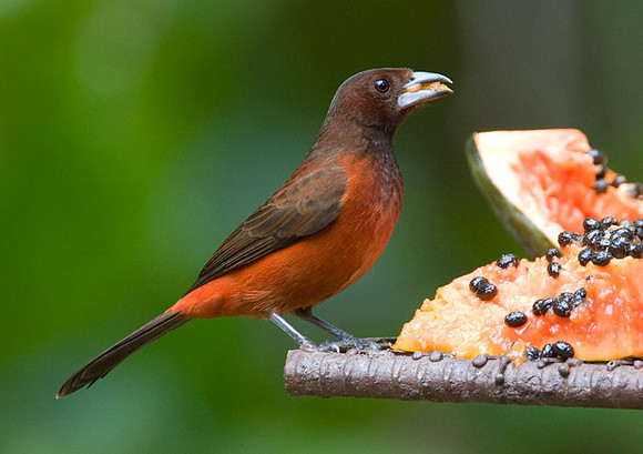 Crimson-backed Tanager (Ramphocelus dimidiatus)