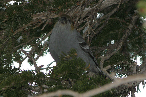 Pine Grosbeak (Pinicola enucleator) female