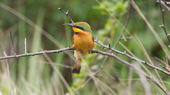 Little Bee-eater (Merops pusillus)