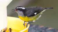 Bananaquit (Coereba flaveola)
