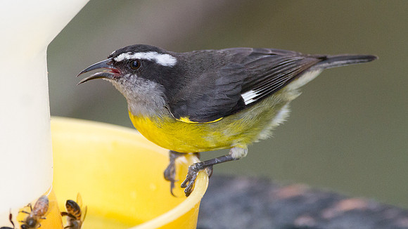 Bananaquit (Coereba flaveola)