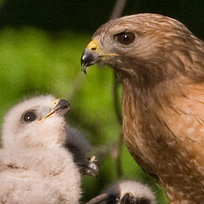 Red-shouldered Hawk (Buteo lineatus)