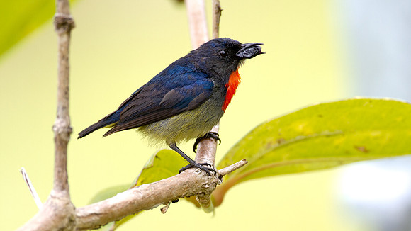 Bornean Flowerpecker (Dicaeum monticolum)