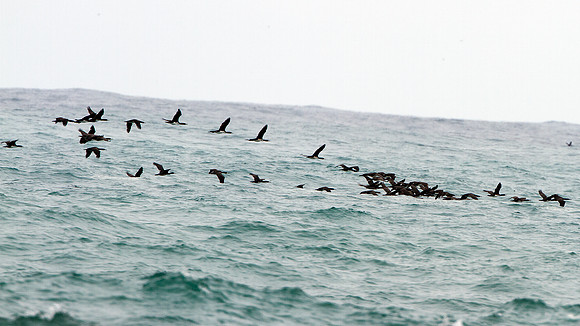 Guanay Cormorant (Phalacrocorax bougainvillii)