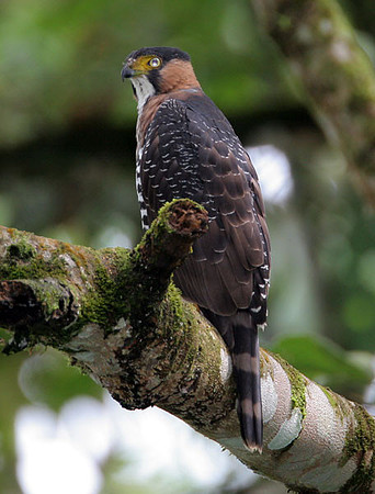 Grey-bellied Goshawk (Accipiter poliogaster) juvenile