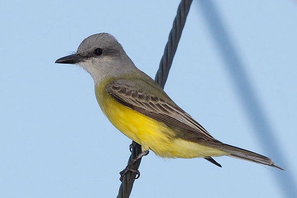 Couch's Kingbird (Tyrannus couchii)