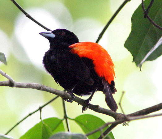 Cherrie's Tanager (Ramphocelus costaricensis) male