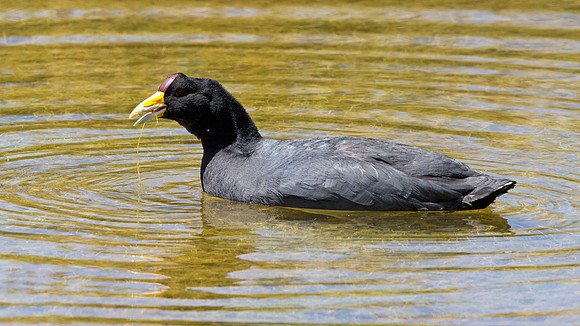 Andean Coot (Fulica ardesiaca)