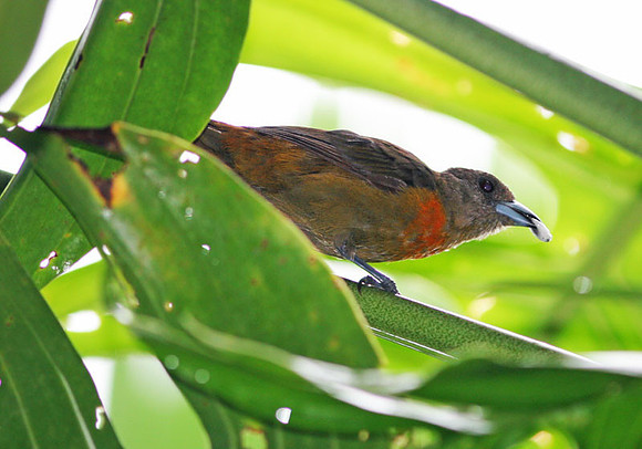 Cherrie's Tanager (Ramphocelus costaricensis) female