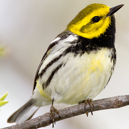 Black-throated Green Warbler (Dendroica virens)