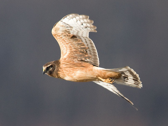 Hen Harrier (Circus cyaneus) immature; or Northern Harrier