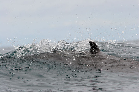 Common Bottlenose Dolphin (Tursiops truncatus)