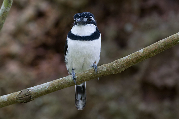 Pied Puffbird (Notharchus tectus)