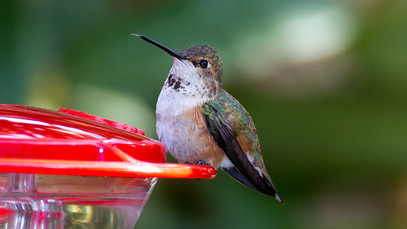 Rufous Hummingbird (Selasphorus rufus)