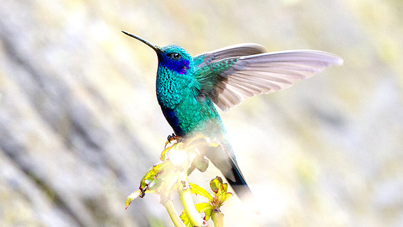 Sparkling Violetear (Colibri coruscans)